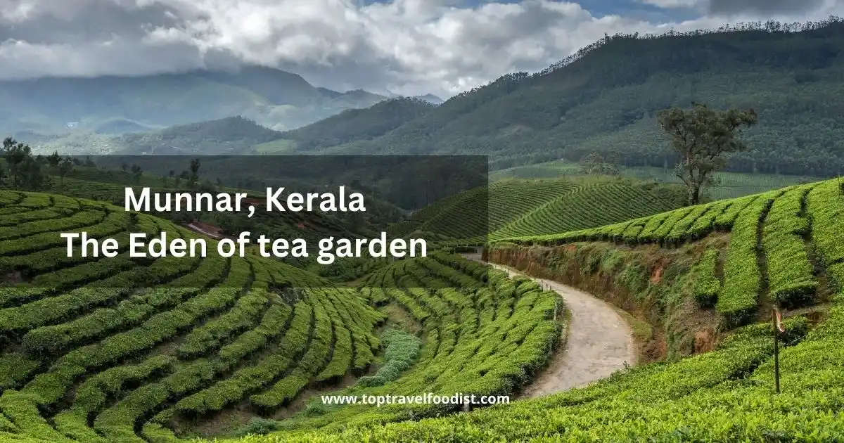 Munnar, Kerala – the Eden of tea garden - 15 Places to Visit in India in Winter You Must Go